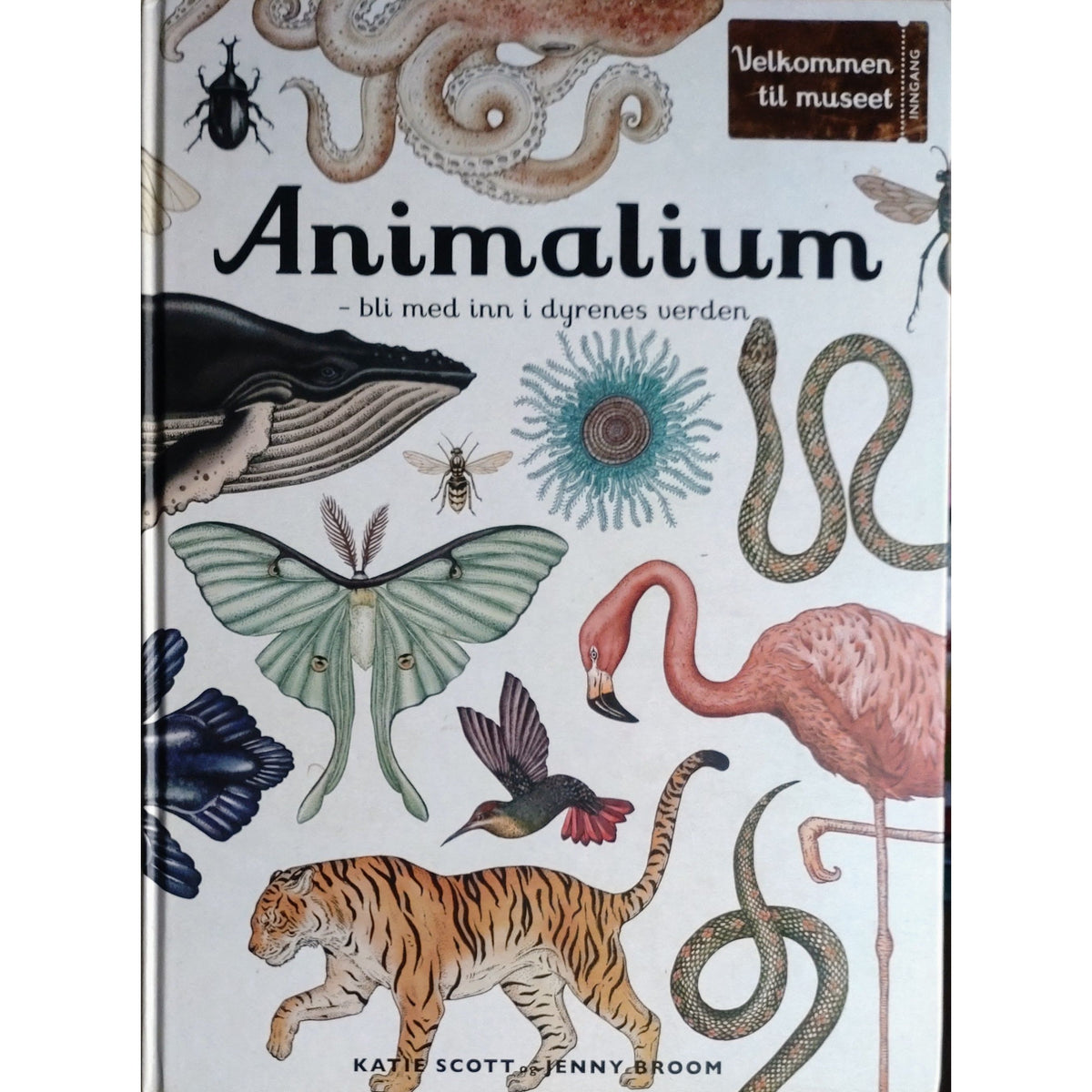 Animalium, brukte bøker av Katie Scott og Jenny Broom