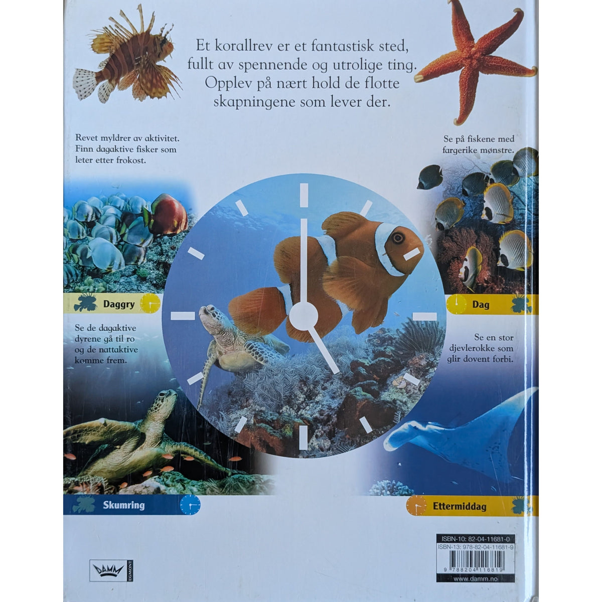 24 timer på korallrevet. Døgnet rundt med dyrene i havet. Brukte faktabøker.